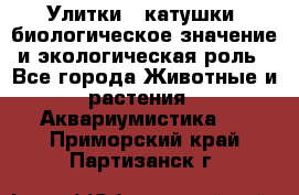 Улитки – катушки: биологическое значение и экологическая роль - Все города Животные и растения » Аквариумистика   . Приморский край,Партизанск г.